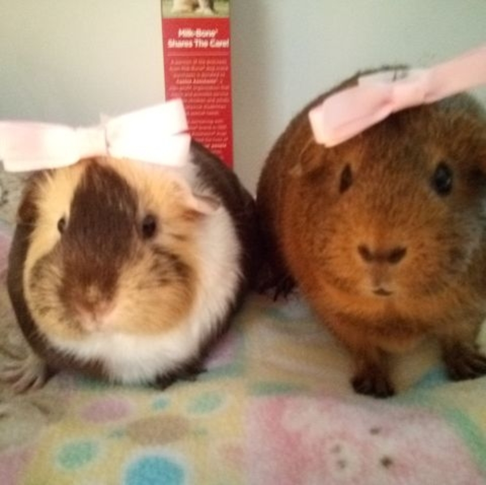 Meet your Posher, Wendy